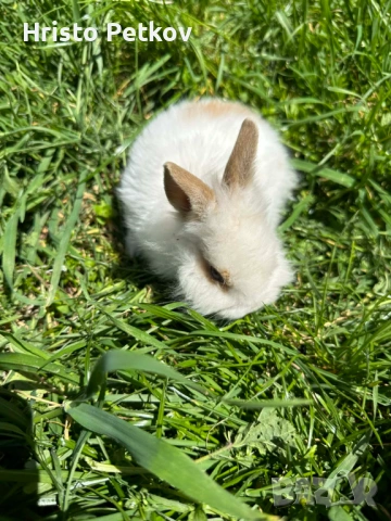 Просавам Декоративни Зайчета , снимка 3 - Други - 54243966