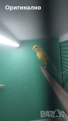 Амадини Канарчета , снимка 4 - Амадини - 49771329