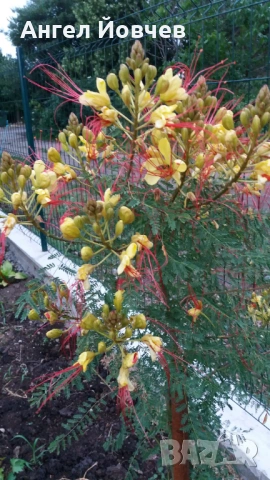 Цезалпиния - Райска птица, снимка 5 - Градински цветя и растения - 53849006