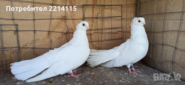 Качулати гълъби , снимка 7 - Гълъби - 44992641