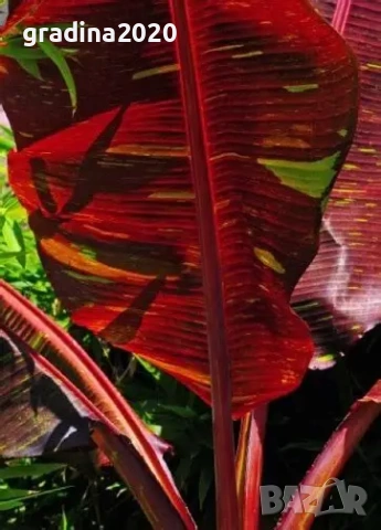 Банановото дърво на Абисиния - Червен Банан  или етиопски банан, снимка 3 - Разсади - 51148767
