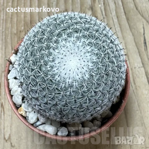 Mammillaria microthele v. superfina, снимка 2 - Стайни растения - 48027353