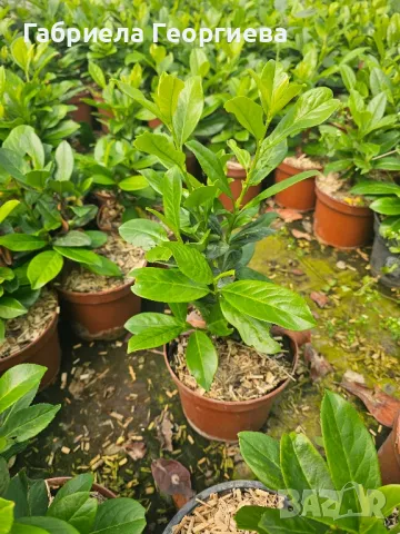 лавровишна , снимка 4 - Градински цветя и растения - 50213177