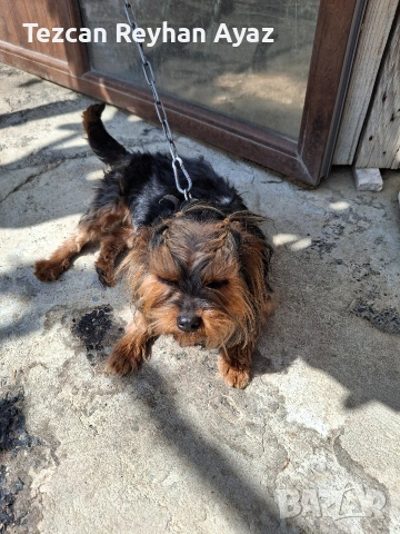 продавам Йорки, снимка 5 - Йоркширски териер - 54205886