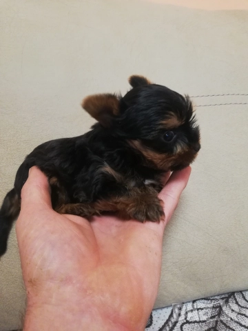 Йоркширски териер, снимка 3 - Йоркширски териер - 52866279