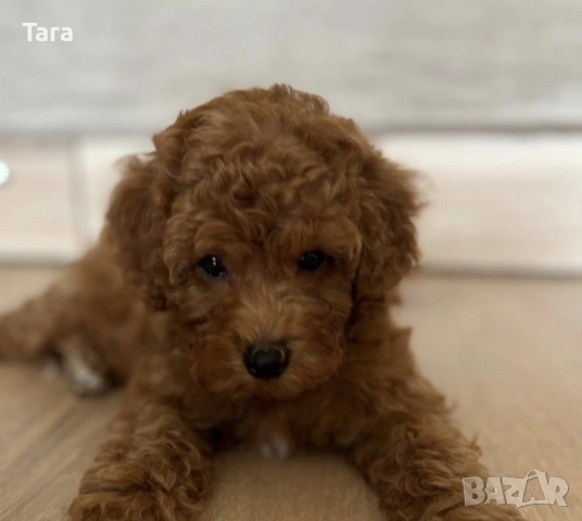 Малки пуделчета той, снимка 8 - Пудели - 53853859