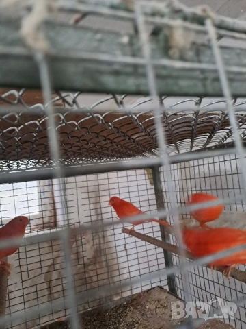 Канарчета Разград