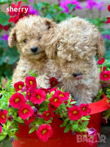 Пудел той , снимка 5 - Пудели - 52469774