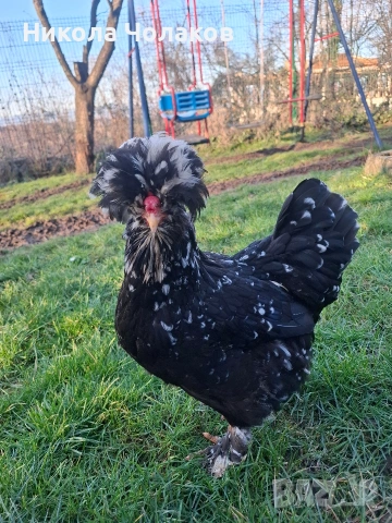 Струмски стандарт яйца , снимка 3 - Кокошки и пуйки - 54215282