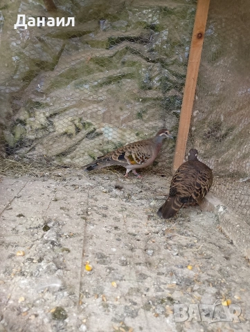 Двойка бронзовокрили гълъби, снимка 4 - Гълъби - 54127174