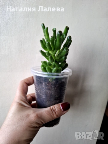 Красула, crassula ovata hobbit, снимка 3 - Стайни растения - 53409188