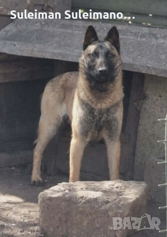 Продавам белгиска овчарка на 20.10.25 година е родено