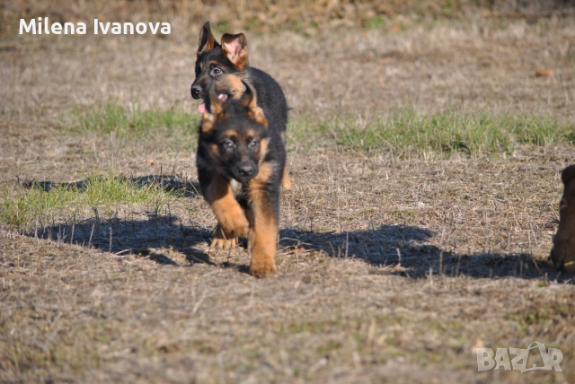Немски овчарки от легитимен развъдник , снимка 7 - Немска овчарка - 52801099