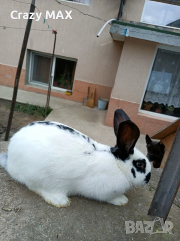 Заполодени зайци 