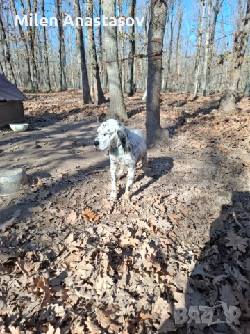 Продавам английски сетер , снимка 5 - Английски сетери - 52793329