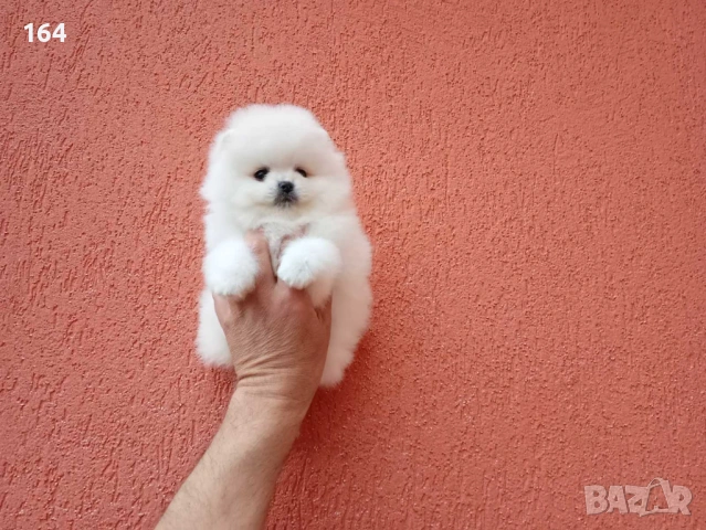 Померани. Реални снимки от 21.04.26, снимка 3 - Померан - 54219294