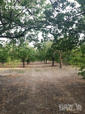 Продавам дворно място / овощна градина в с. Калипетрово, снимка 4 - Земеделска земя - 51641551