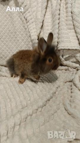 Декоративни зайчета, 2 иесеца, снимка 4 - Декоративни зайчета - 54237734