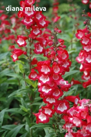 Пенстемон червен,Penstemon polaris Red, студоустойчив, снимка 3 - Градински цветя и растения - 54093426