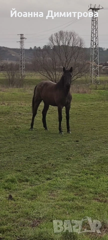 Продавам две годишна кобила