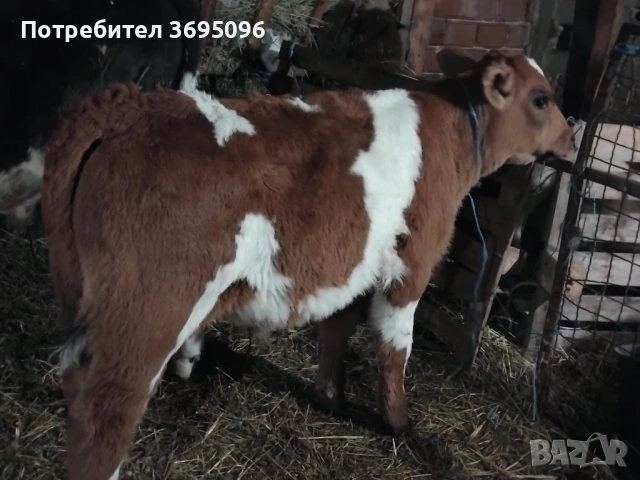 Продавам мъжко теле 