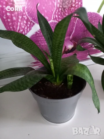 Сансевиера Хани, снимка 4 - Стайни растения - 51009621