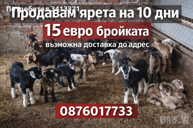 Ярета на 10 дни  