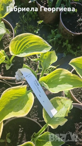 Хоста, снимка 4 - Градински цветя и растения - 50499469