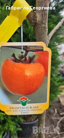 Райска ябълка 