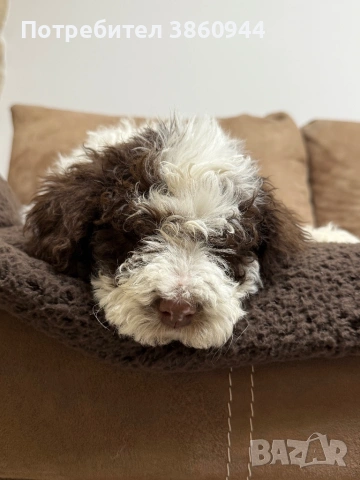 Женско лагото романьол