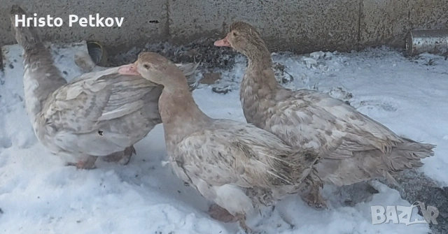 Продавам 4 Неми Патици , снимка 3 - Патици и гъски - 53138539