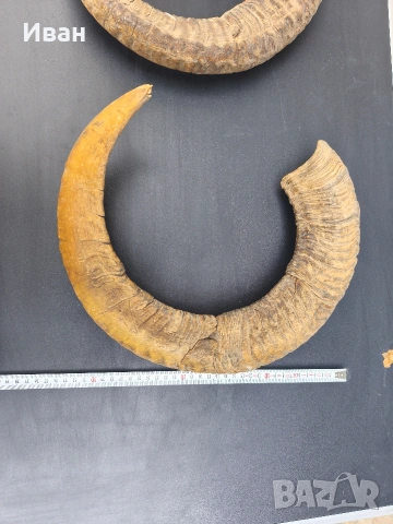 рога от овен, снимка 7 - Антикварни и старинни предмети - 53619727