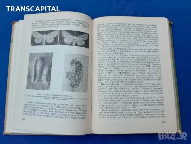 Болести и неприятели по овощните култури , снимка 2 - Други - 51338193
