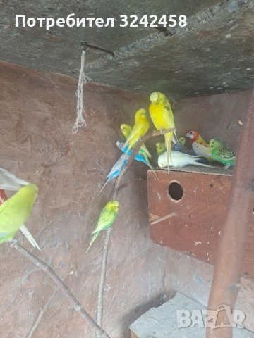 Продавам папагали и клетки , снимка 5 - Папагали - 52510763