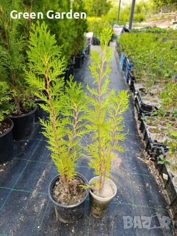 Източна туя в контейнер , снимка 2 - Градински цветя и растения - 46394165