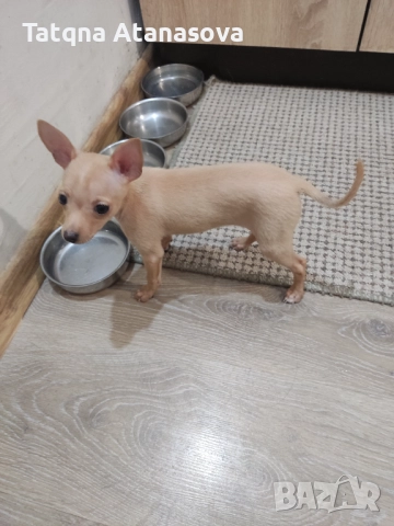 Продавам мини пинчер 
