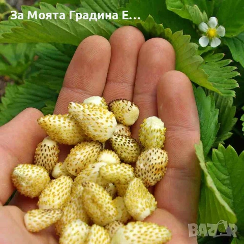 жълта горска Ягода 