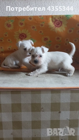 Цвергшнауцер , снимка 4 - Други - 54080125