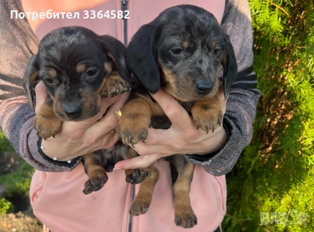 Дакел, снимка 3 - Дакели - 53977935