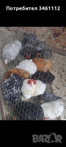 Петлета мини кохин може и чифт 