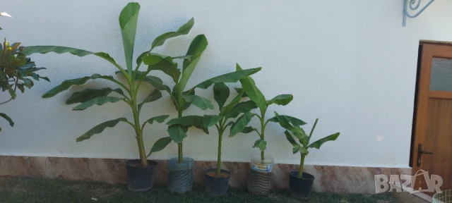 Студеноустойчиви Банани Муса Баджо , снимка 5 - Градински цветя и растения - 51379805