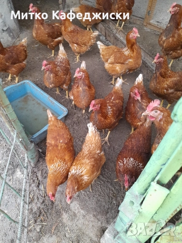 продавам кокошки носачки