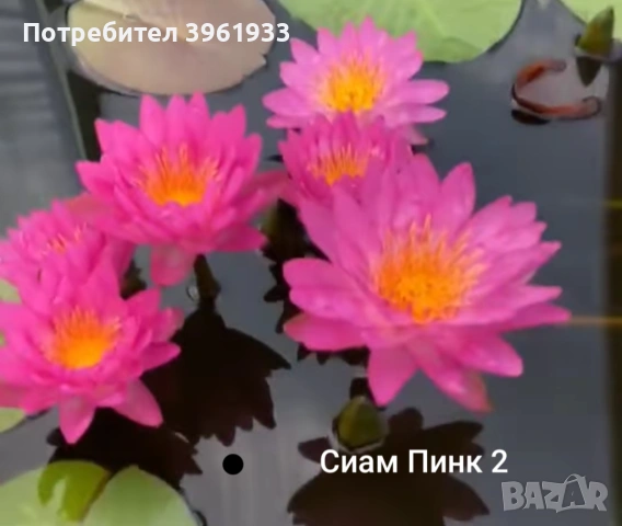 Продавам сортови Водни лилии , снимка 3 - Градински цветя и растения - 53253867