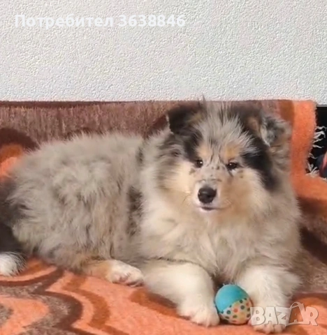 Шотландска овчарка, снимка 2 - Коли - 53328507