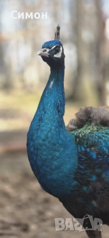 Пауни, снимка 7 - други­ - 51788218