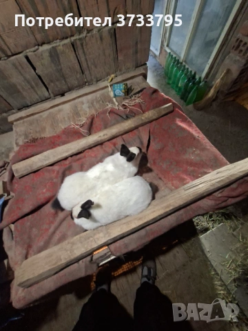 Калифорнийски зайци, снимка 5 - Други - 52656232