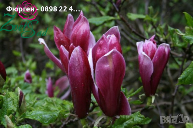 Магнолия нигра - Magnolia Liliiflora Nigra, снимка 9 - Разсади - 44961954