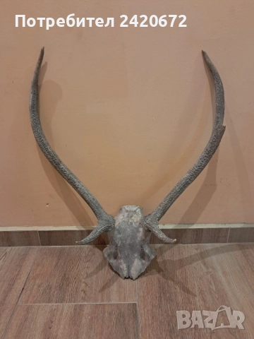 еленови рога, снимка 8 - Декорация за дома - 52221523