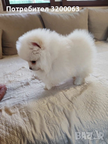 Померан мъжко , снимка 13 - Померан - 53950897