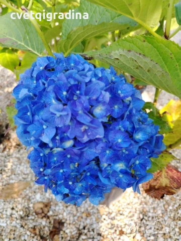 Hydrangea macrophylla Bela(Хортензия Бела), снимка 1
